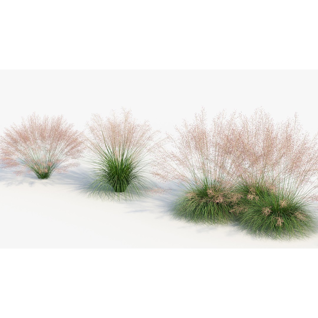 Muhly Grass 3D Model – Realistic Botanical Asset, FBX & OBJ Formats - View 8