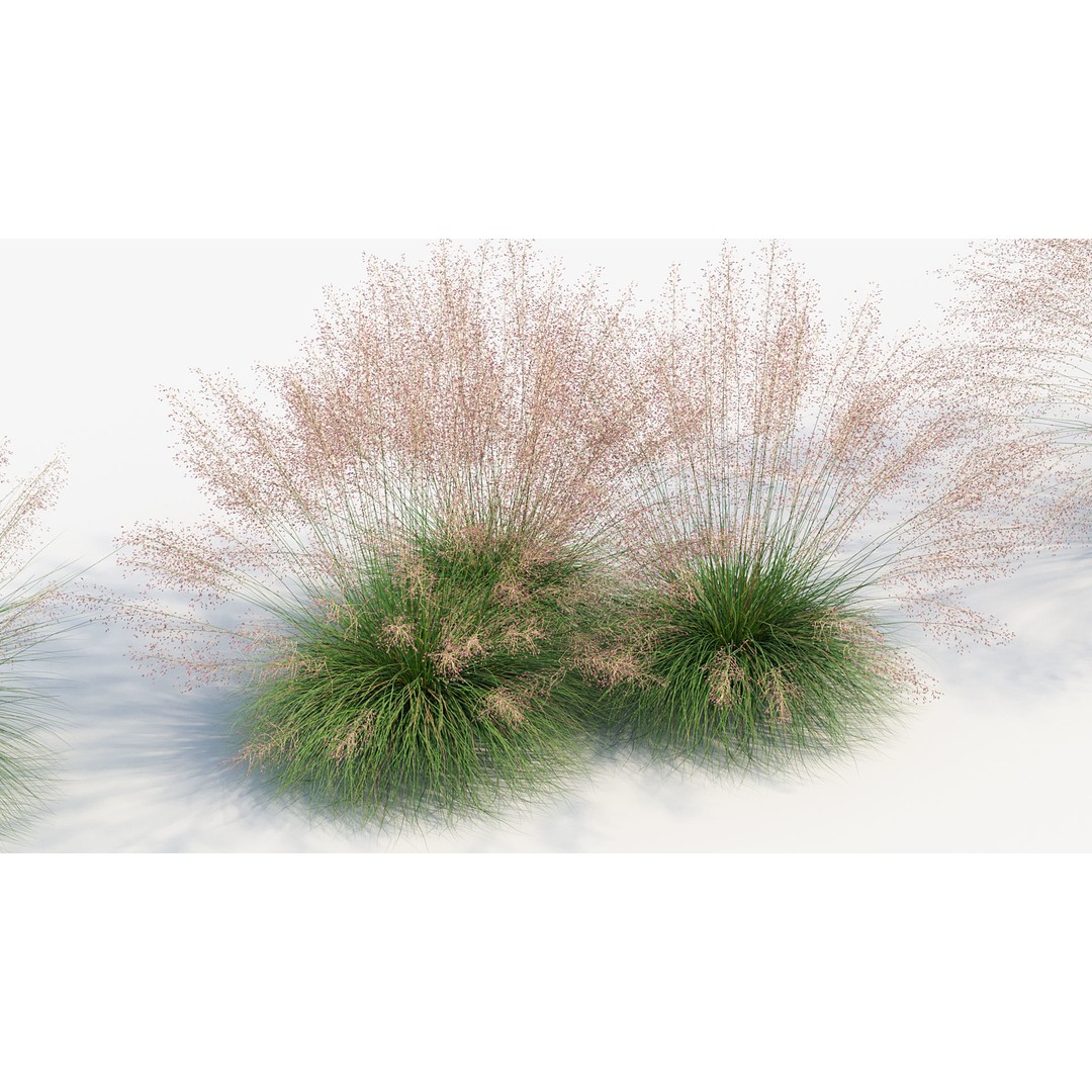 Muhly Grass 3D Model – Realistic Botanical Asset, FBX & OBJ Formats - View 9