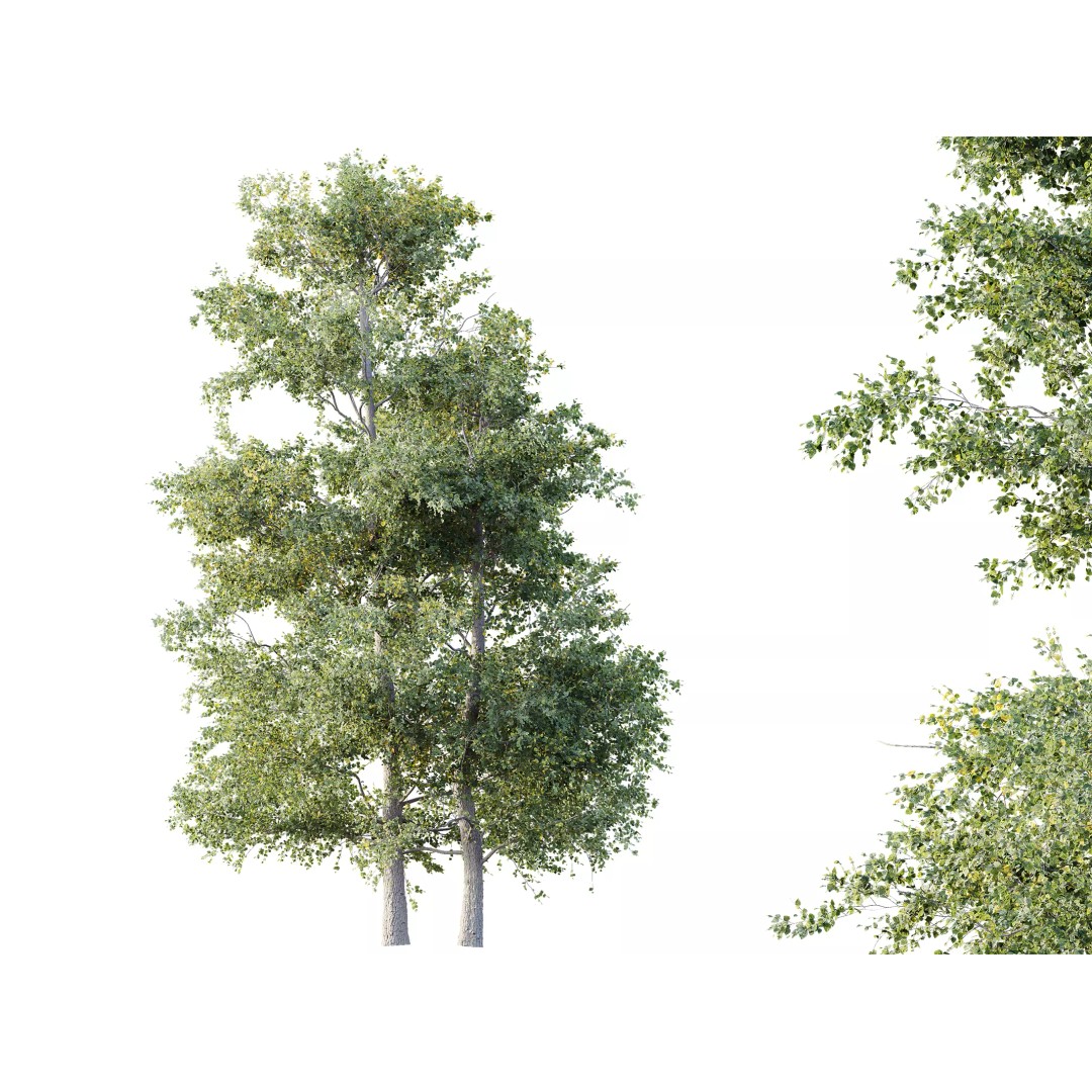 Alnus Glutinosa Tree 3D Model – Realistic Deciduous Tree, FBX, OBJ - View 2