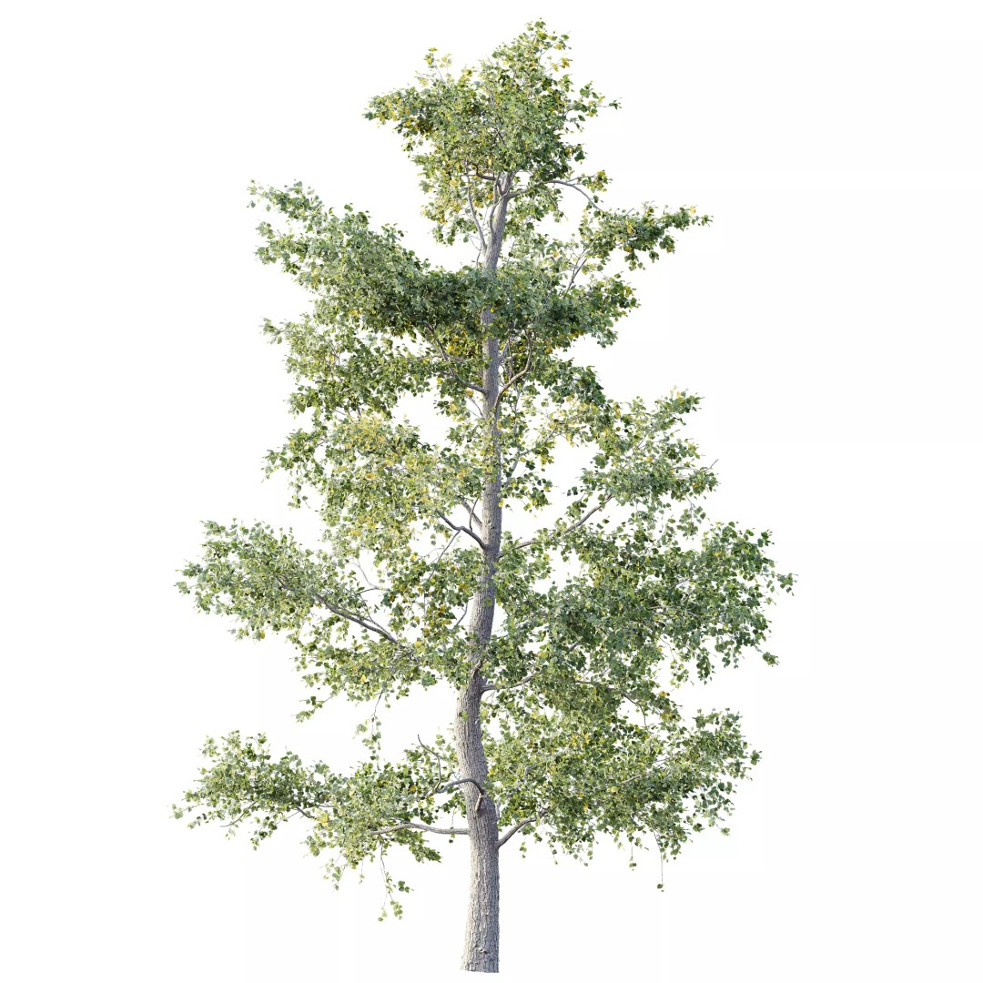 Alnus Glutinosa Tree 3D Model – Realistic Deciduous Tree, FBX, OBJ - View 3