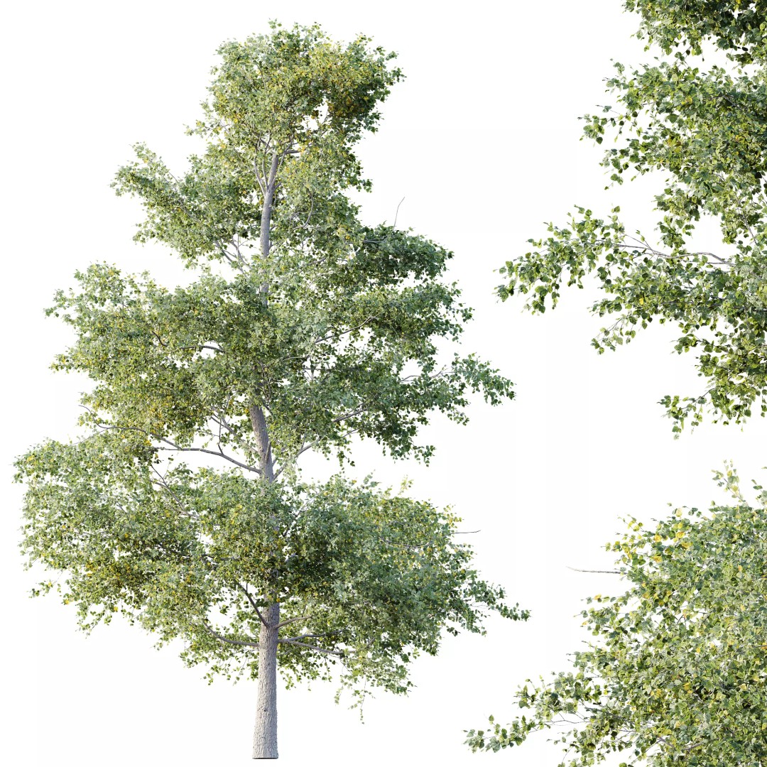 Alnus Glutinosa Tree 3D Model – Realistic Deciduous Tree, FBX, OBJ - View 4