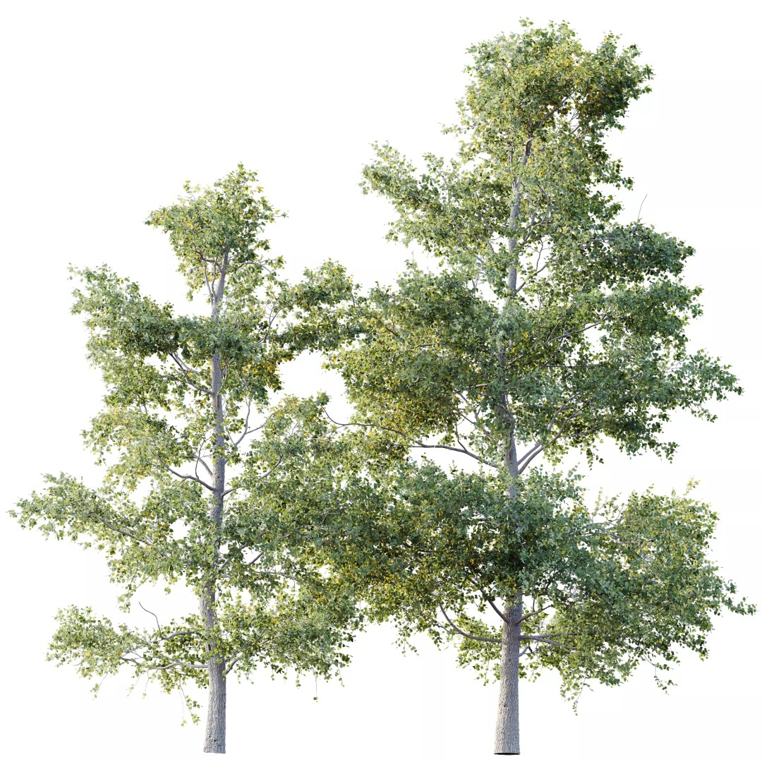 Alnus Glutinosa Tree 3D Model – Realistic Deciduous Tree, FBX, OBJ - View 5