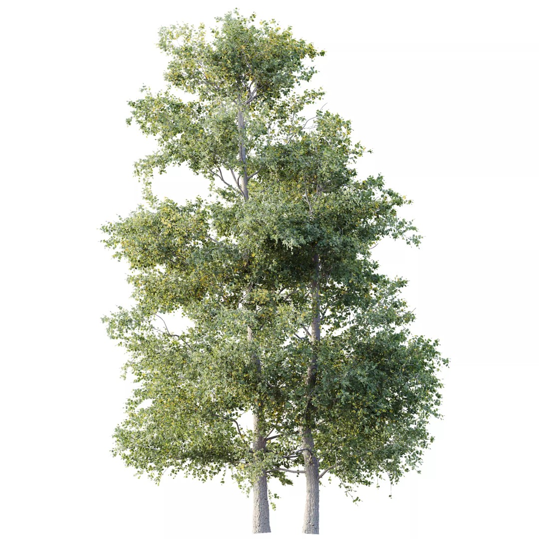 Alnus Glutinosa Tree 3D Model – Realistic Deciduous Tree, FBX, OBJ - View 6