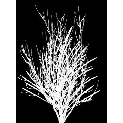 Pampas Grass 3D Model – Decorative Dry Flower for Interiors, FBX - View 11
