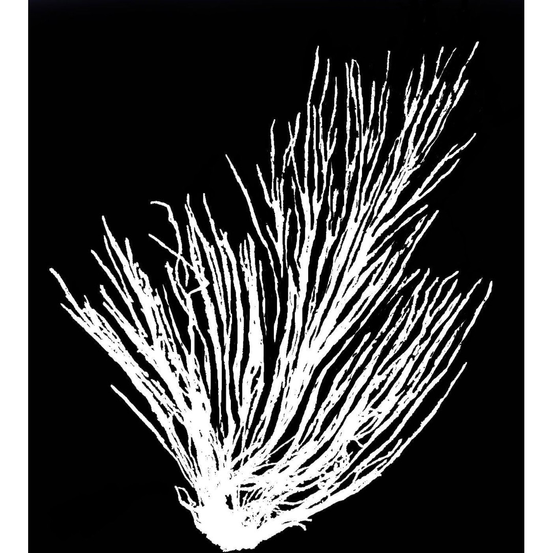 Pampas Grass 3D Model – Decorative Dry Flower for Interiors, FBX - View 12