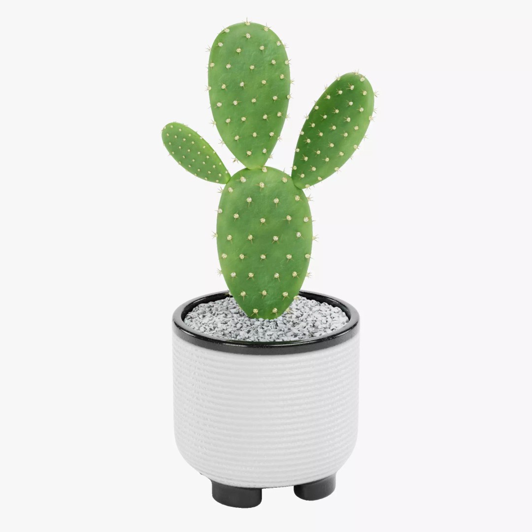 Opuntia Cactus 3D Model – Low Poly Plant in Modern Pot, Blender