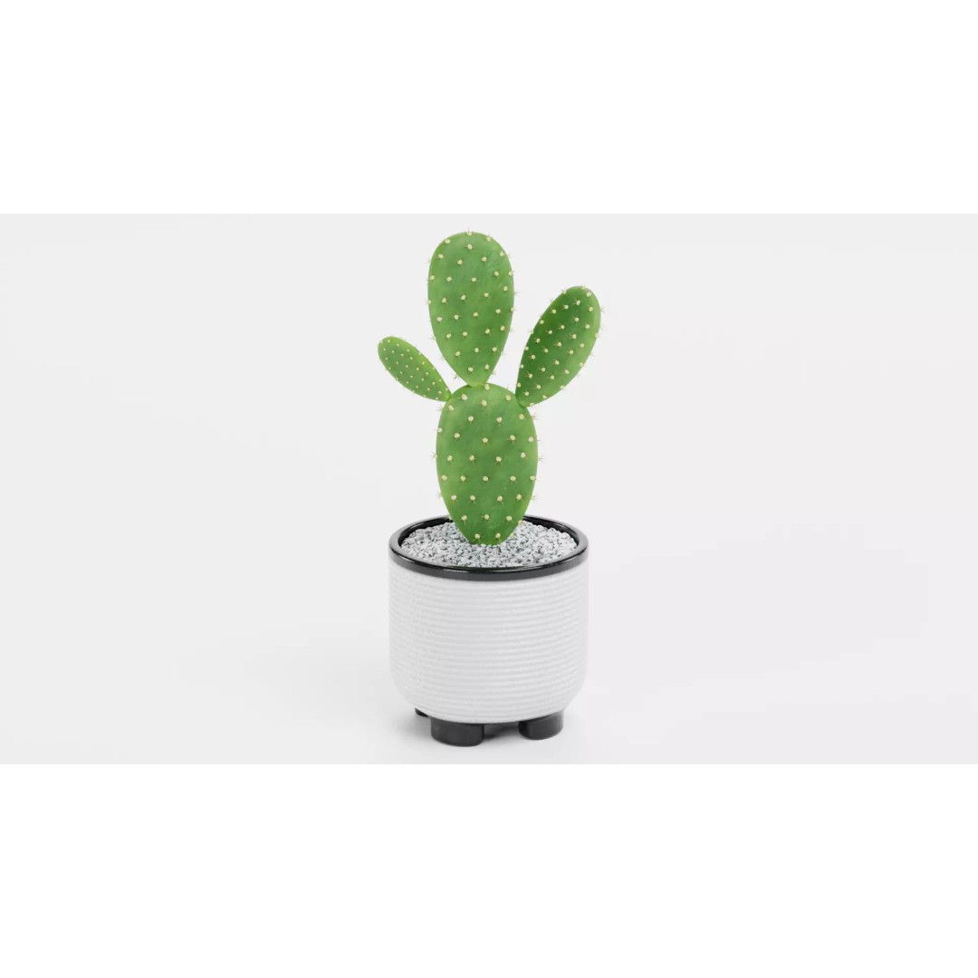 Opuntia Cactus 3D Model – Low Poly Plant in Modern Pot, Blender - View 2