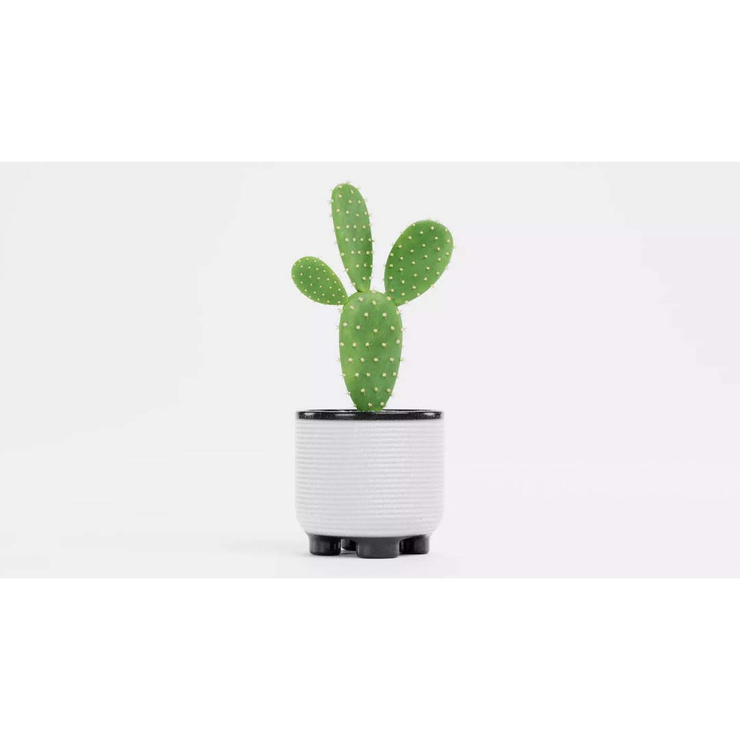 Opuntia Cactus 3D Model – Low Poly Plant in Modern Pot, Blender - View 3