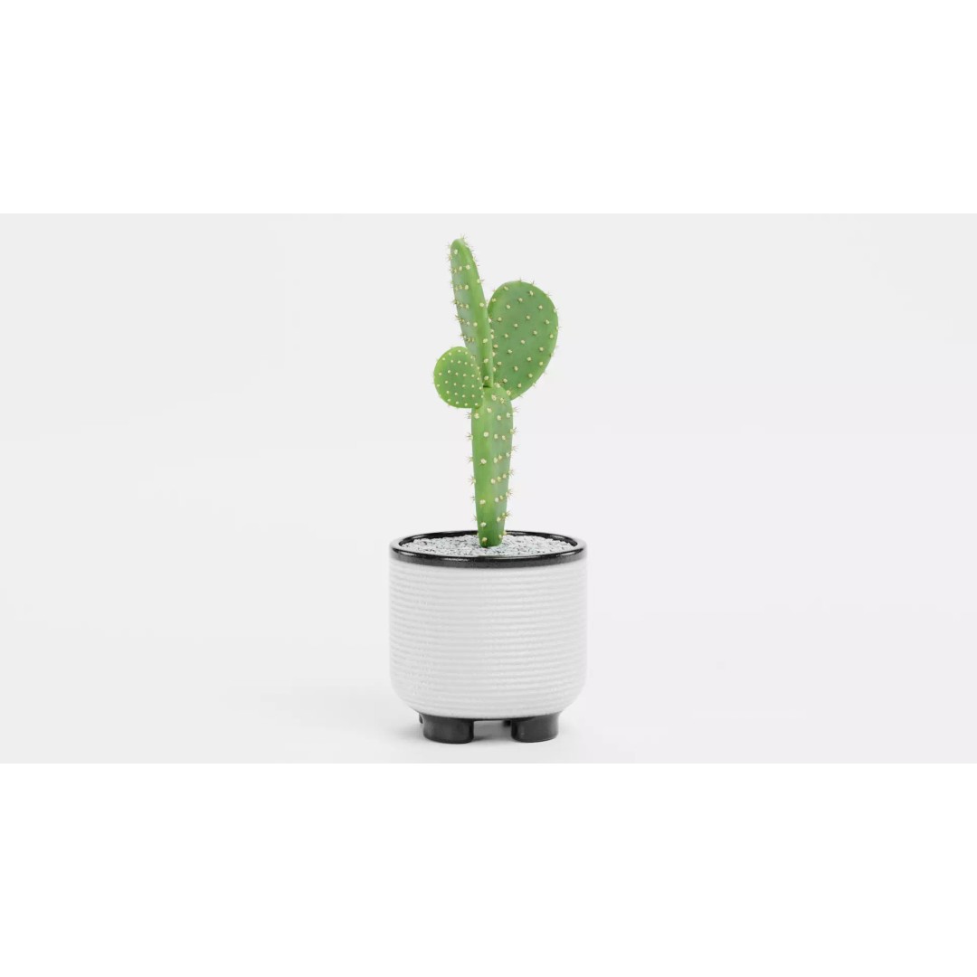 Opuntia Cactus 3D Model – Low Poly Plant in Modern Pot, Blender - View 4
