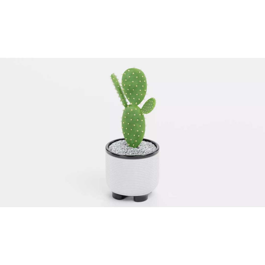 Opuntia Cactus 3D Model – Low Poly Plant in Modern Pot, Blender - View 5