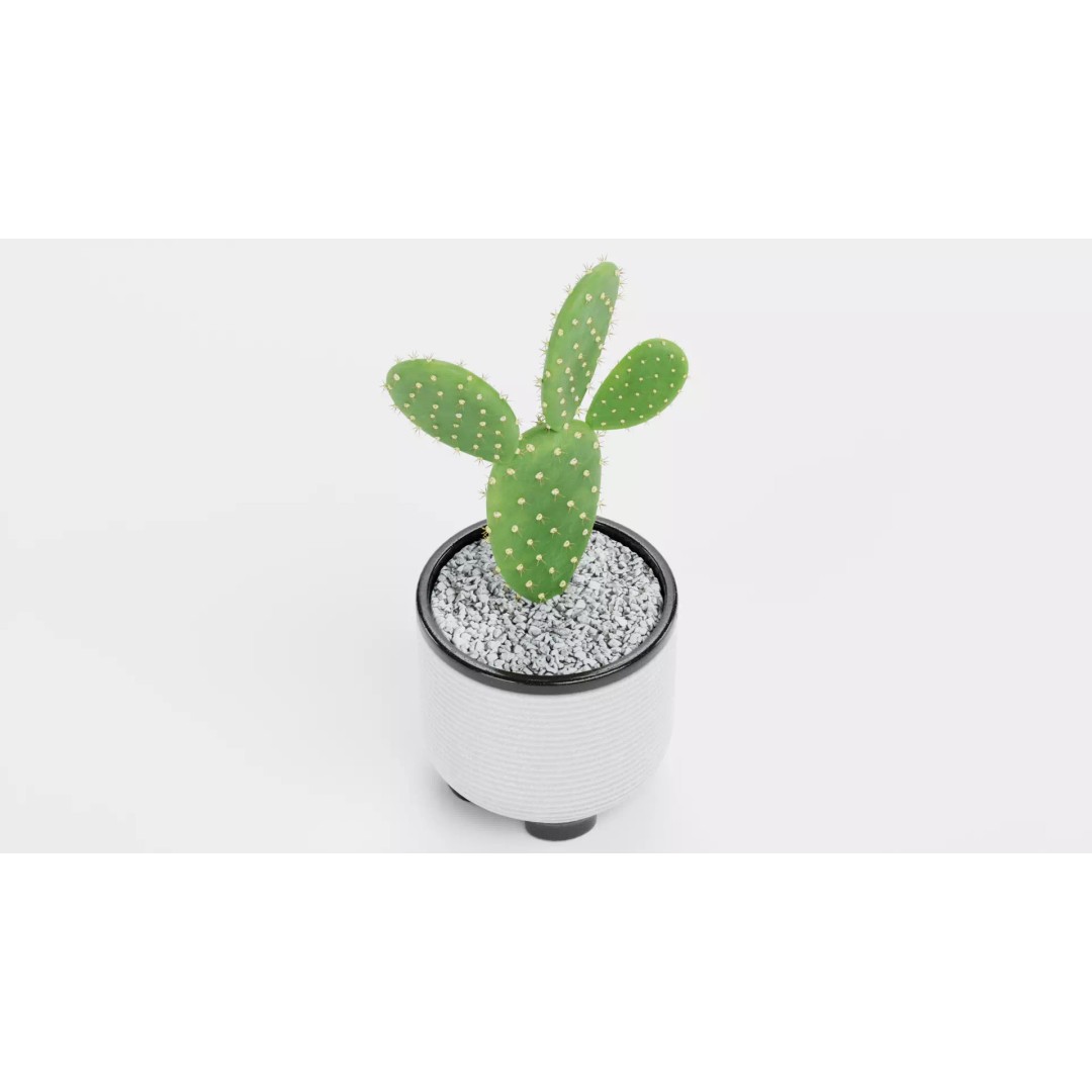 Opuntia Cactus 3D Model – Low Poly Plant in Modern Pot, Blender - View 6