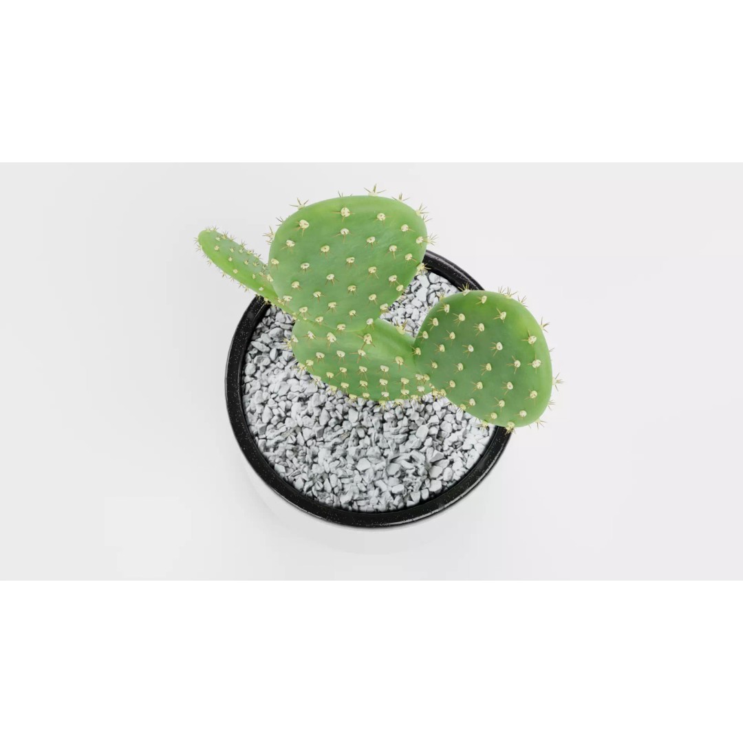 Opuntia Cactus 3D Model – Low Poly Plant in Modern Pot, Blender - View 7
