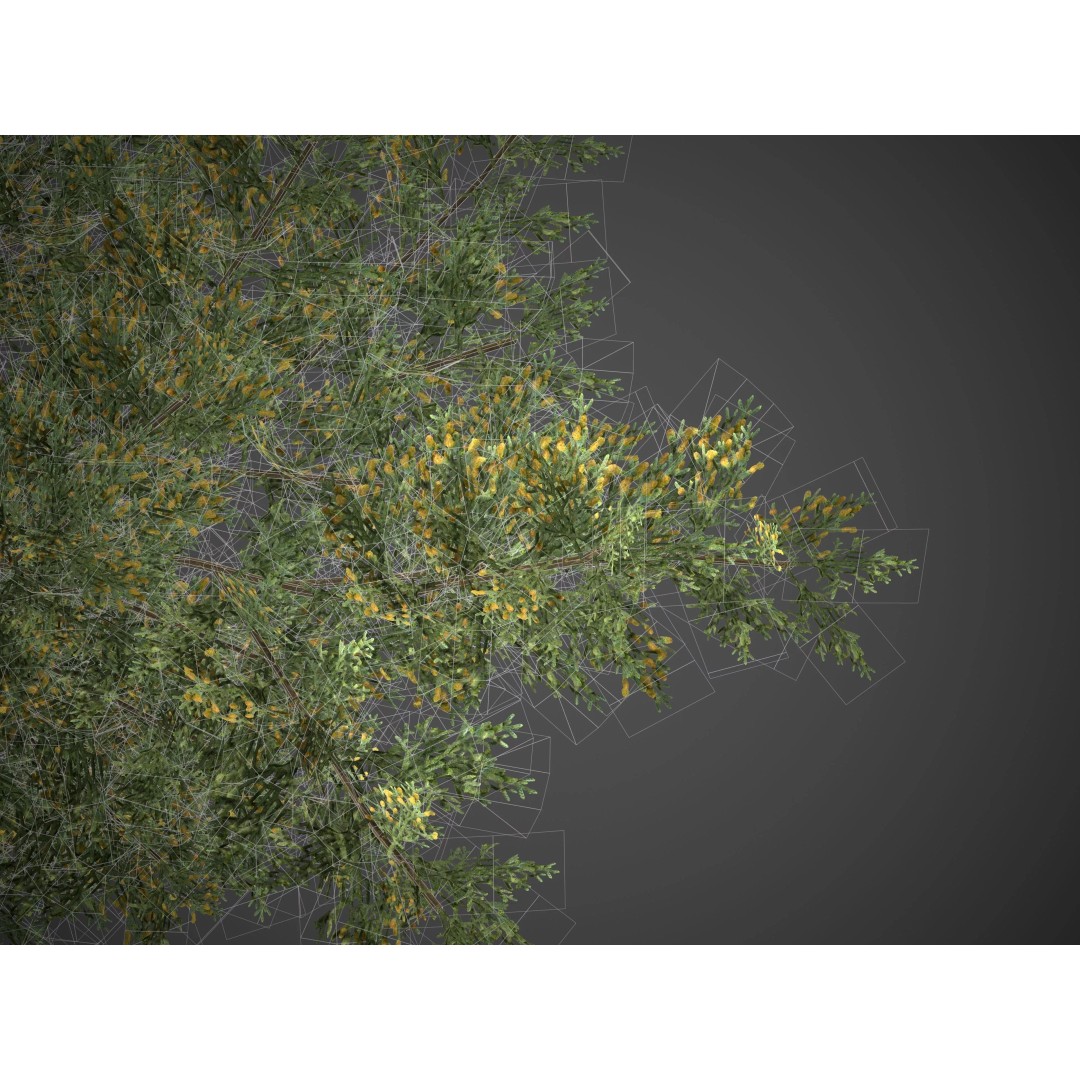 Monterey Cypress 3D Model – PBR High-Resolution Plant Collection, FBX, OBJ