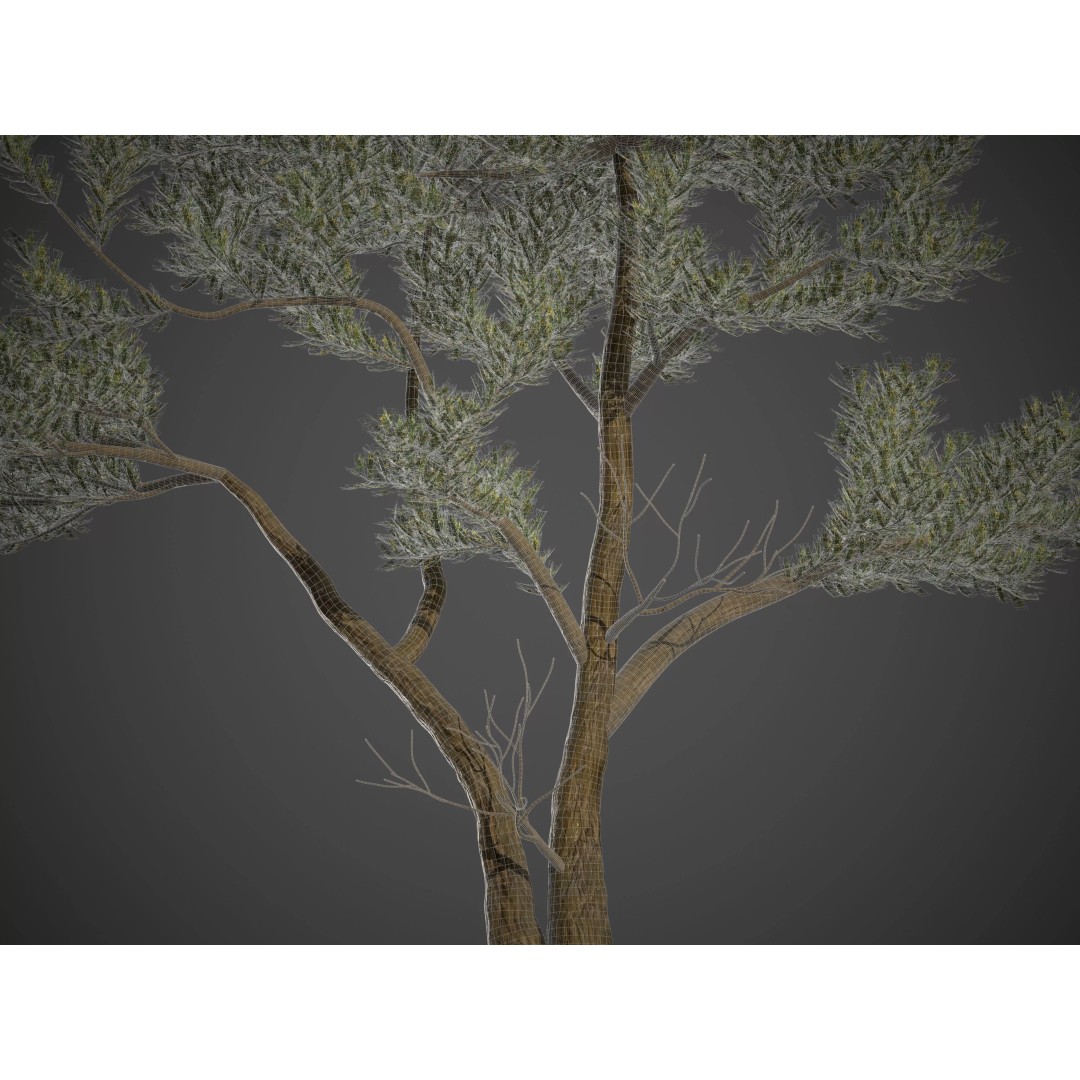 Monterey Cypress 3D Model – PBR High-Resolution Plant Collection, FBX, OBJ - View 10