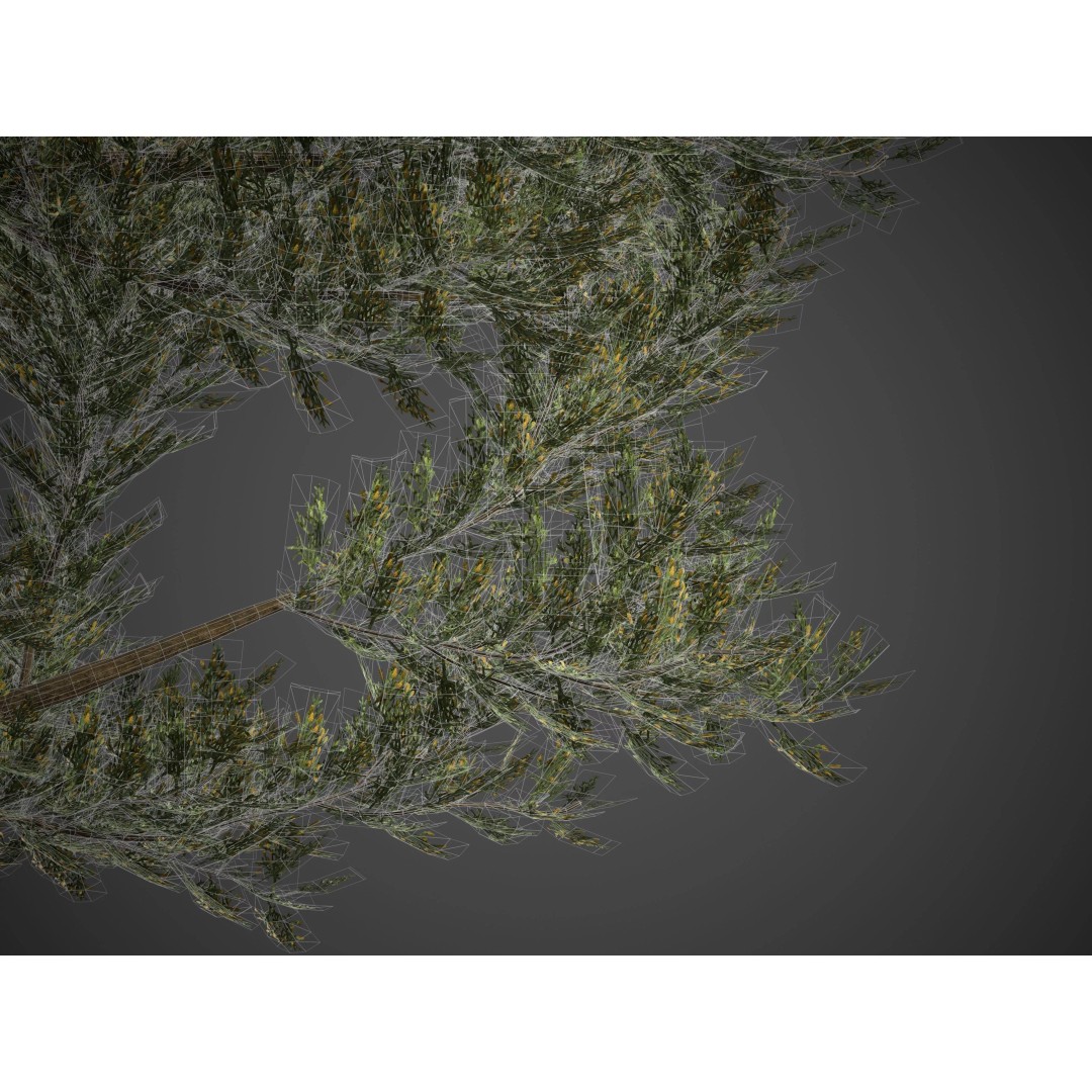 Monterey Cypress 3D Model – PBR High-Resolution Plant Collection, FBX, OBJ - View 11