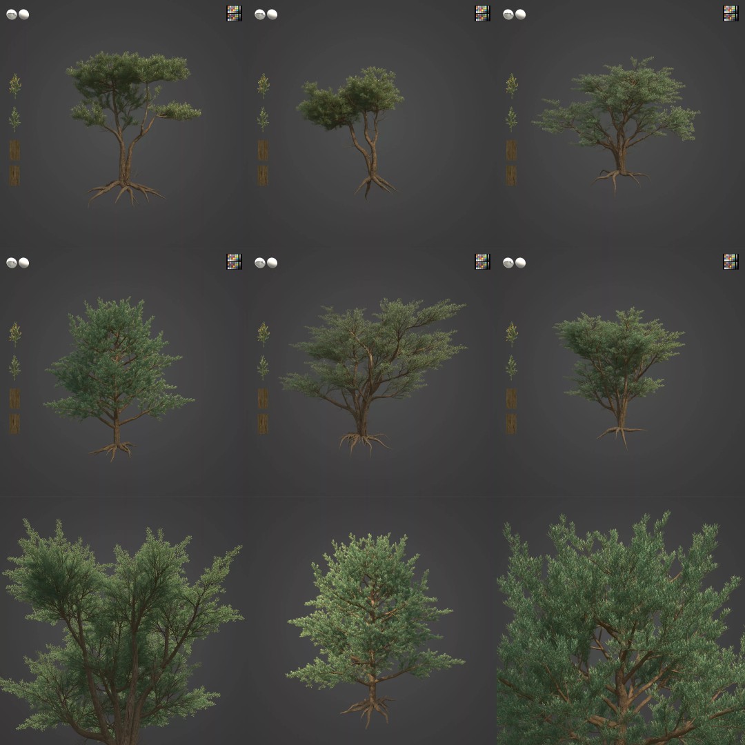 Monterey Cypress 3D Model – PBR High-Resolution Plant Collection, FBX, OBJ - View 2