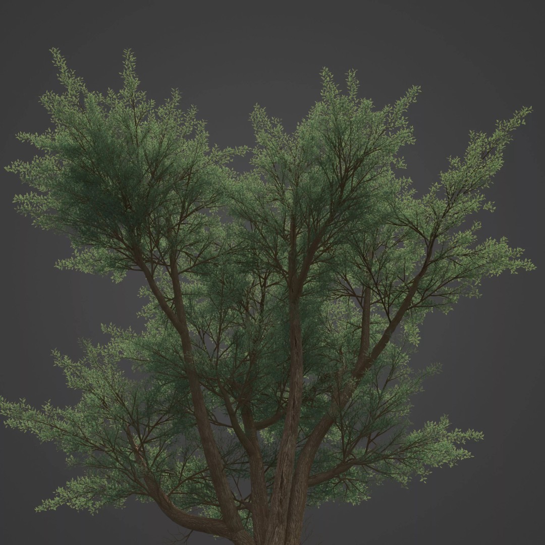 Monterey Cypress 3D Model – PBR High-Resolution Plant Collection, FBX, OBJ - View 4