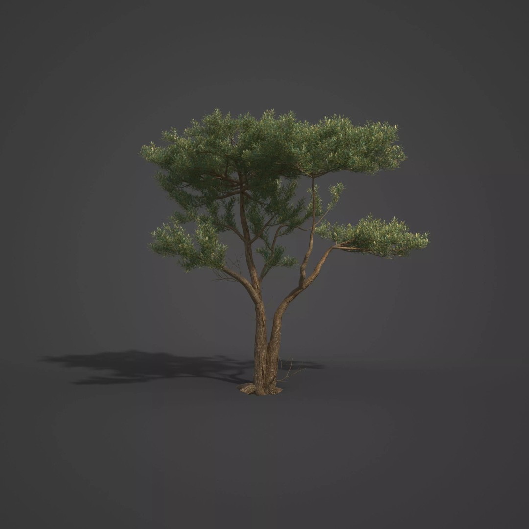 Monterey Cypress 3D Model – PBR High-Resolution Plant Collection, FBX, OBJ - View 5