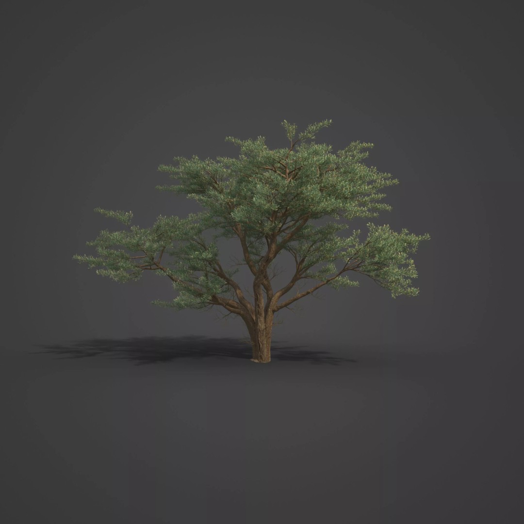 Monterey Cypress 3D Model – PBR High-Resolution Plant Collection, FBX, OBJ - View 6