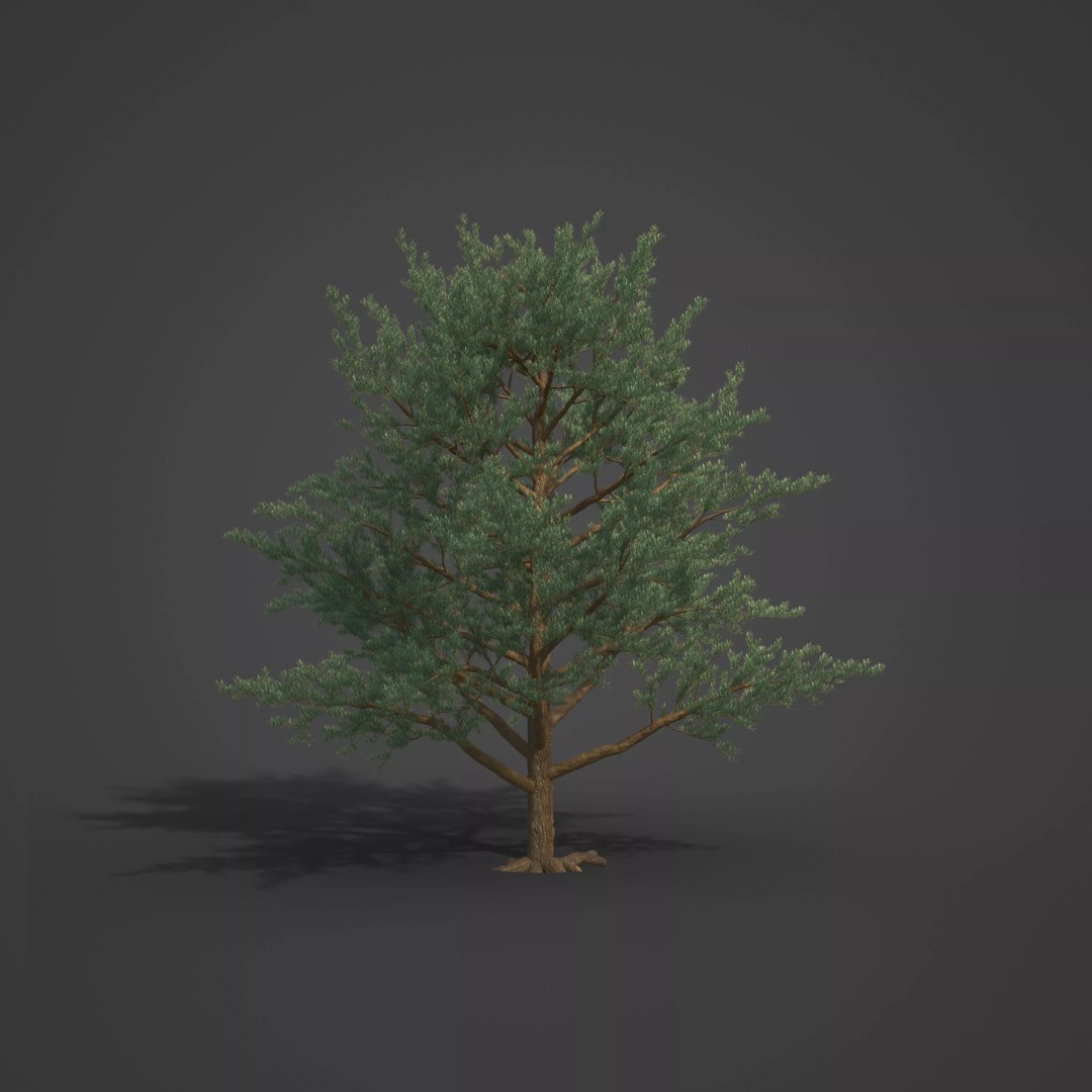 Monterey Cypress 3D Model – PBR High-Resolution Plant Collection, FBX, OBJ - View 7