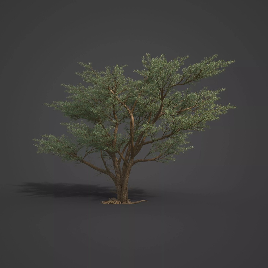 Monterey Cypress 3D Model – PBR High-Resolution Plant Collection, FBX, OBJ - View 8