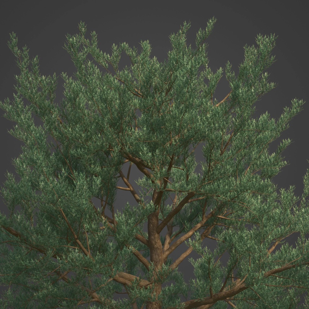 Monterey Cypress 3D Model – PBR High-Resolution Plant Collection, FBX, OBJ - View 9