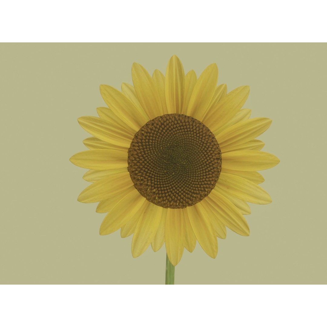 Sunflower 3D Model – High Poly PBR Plant Asset, FBX, OBJ - View 10