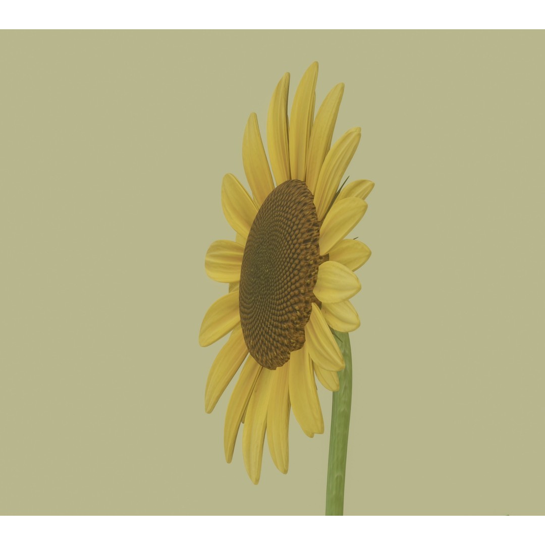 Sunflower 3D Model – High Poly PBR Plant Asset, FBX, OBJ - View 11