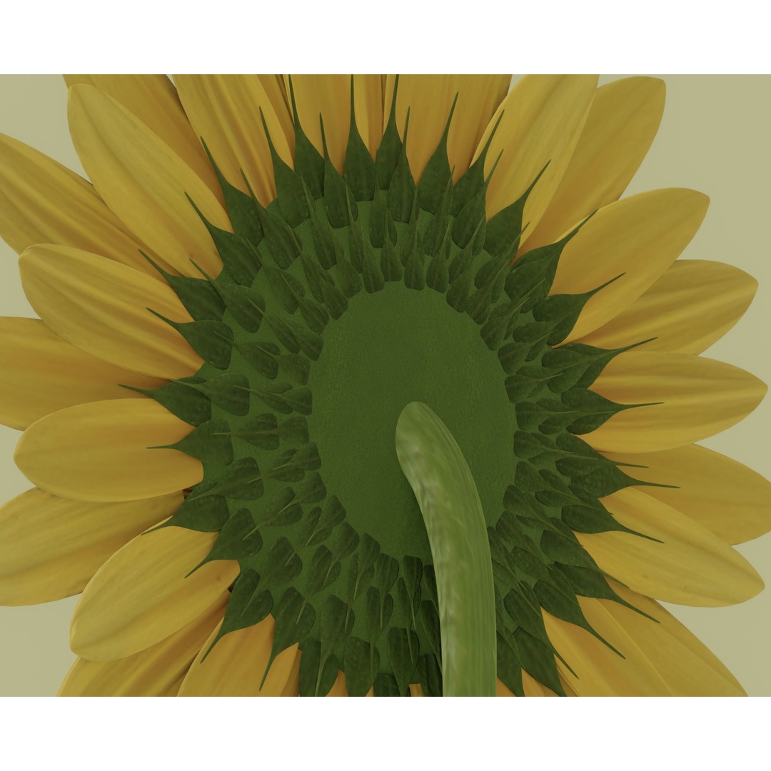 Sunflower 3D Model – High Poly PBR Plant Asset, FBX, OBJ - View 12