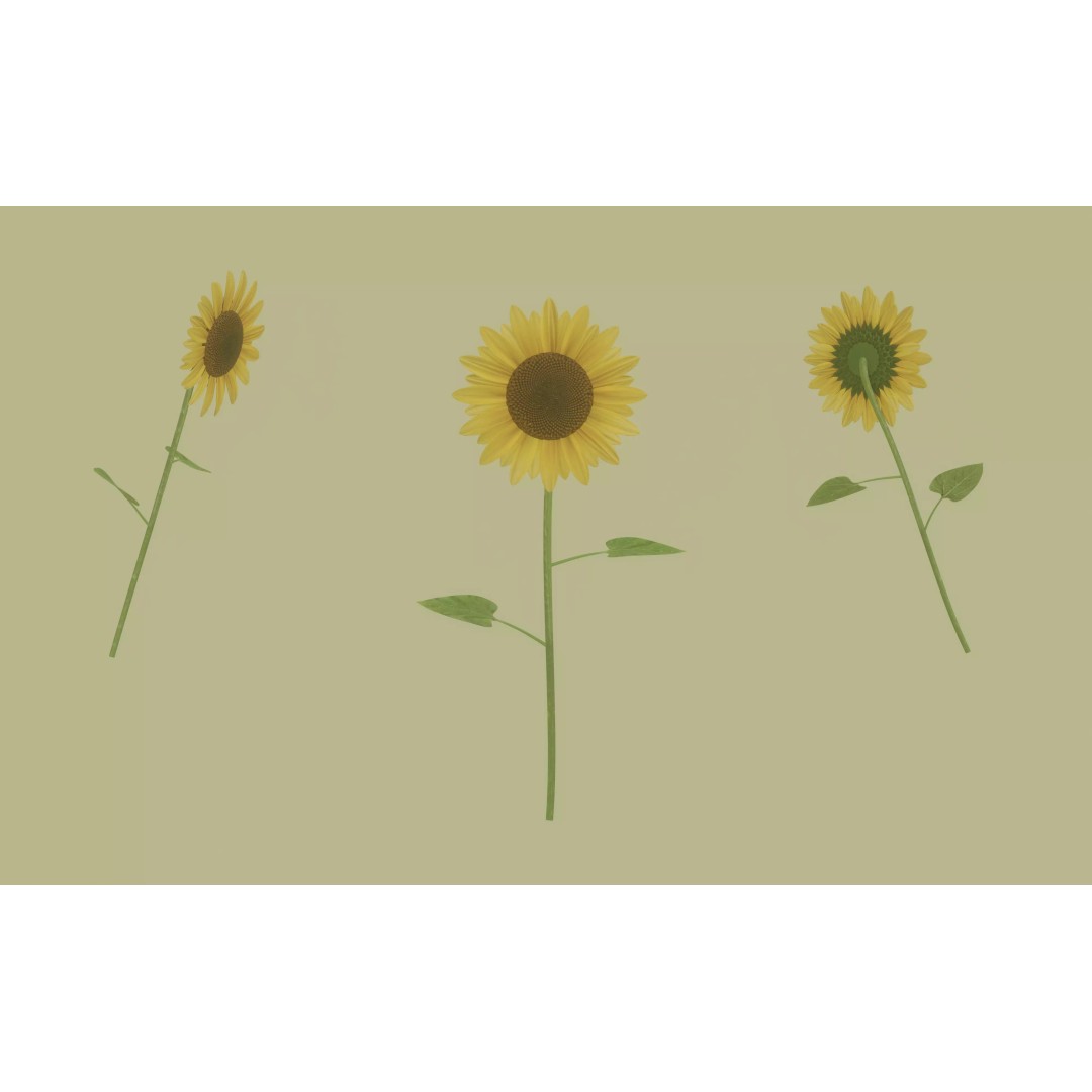 Sunflower 3D Model – High Poly PBR Plant Asset, FBX, OBJ - View 2