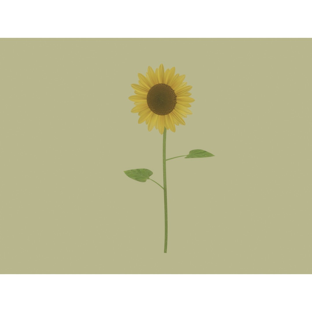 Sunflower 3D Model – High Poly PBR Plant Asset, FBX, OBJ - View 3