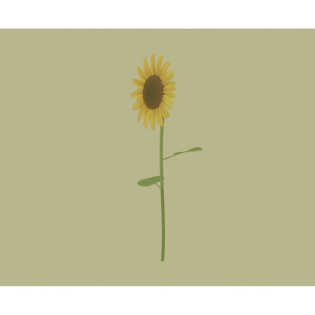 Sunflower 3D Model – High Poly PBR Plant Asset, FBX, OBJ - View 4