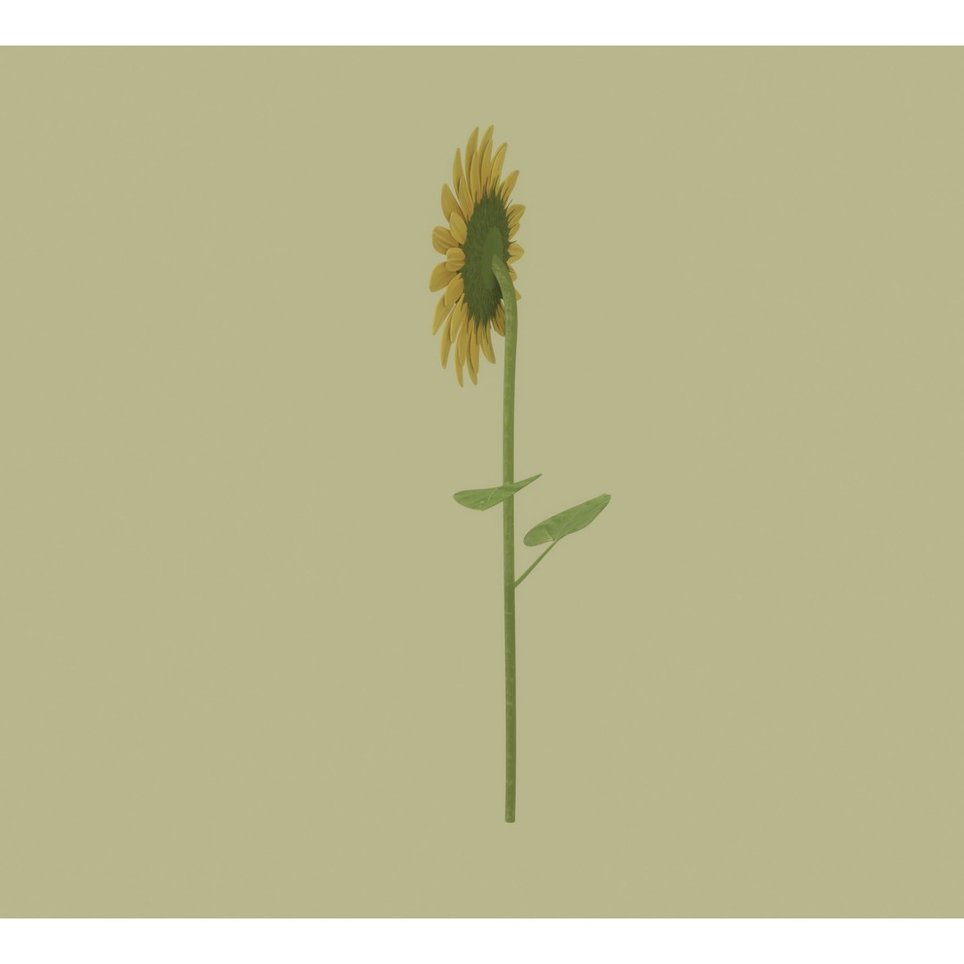 Sunflower 3D Model – High Poly PBR Plant Asset, FBX, OBJ - View 5