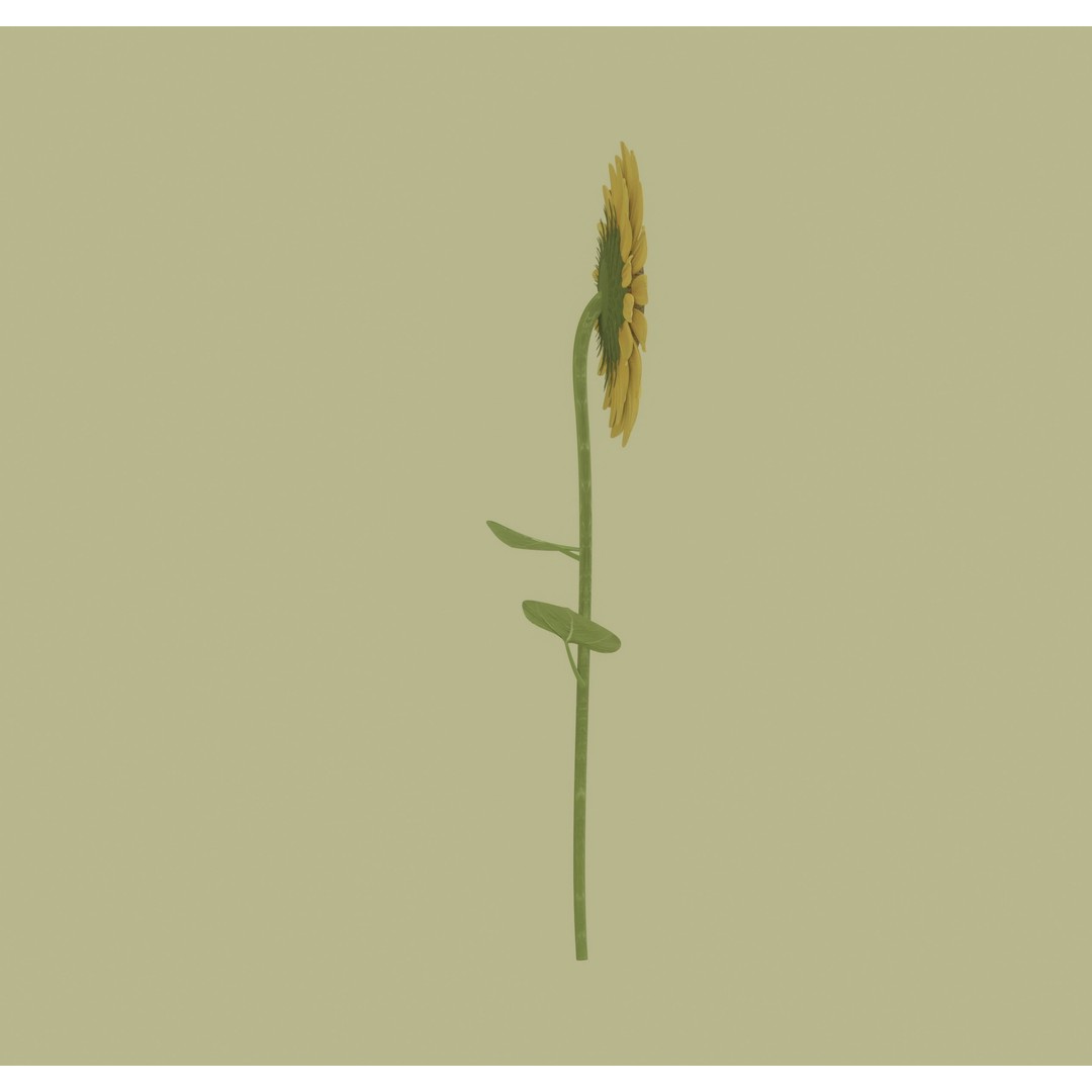 Sunflower 3D Model – High Poly PBR Plant Asset, FBX, OBJ - View 7