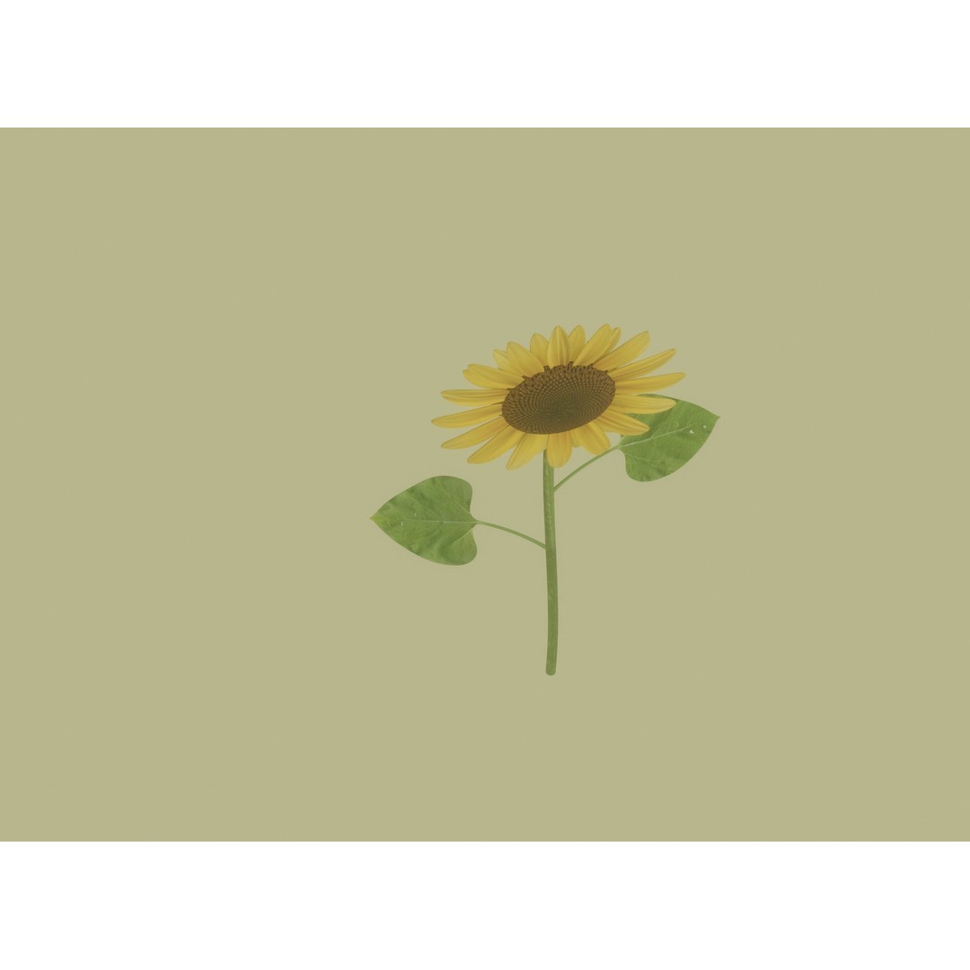 Sunflower 3D Model – High Poly PBR Plant Asset, FBX, OBJ - View 9
