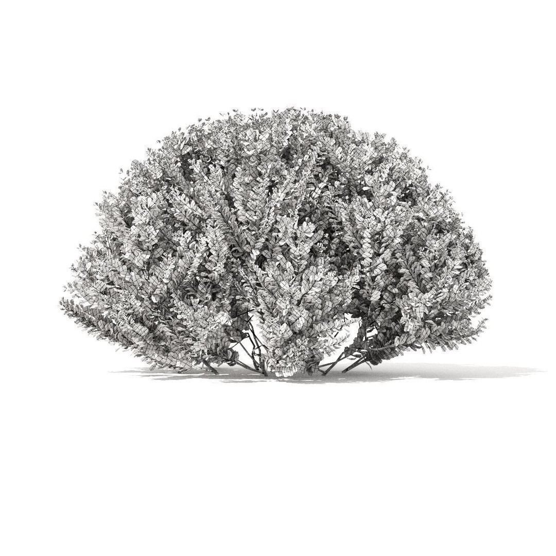 Berberis thunbergii Atropurpurea Nana 3D Model – Realistic Bush Asset, FBX & OBJ