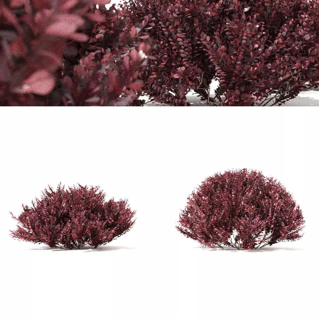 Berberis thunbergii Atropurpurea Nana 3D Model – Realistic Bush Asset, FBX & OBJ - View 2