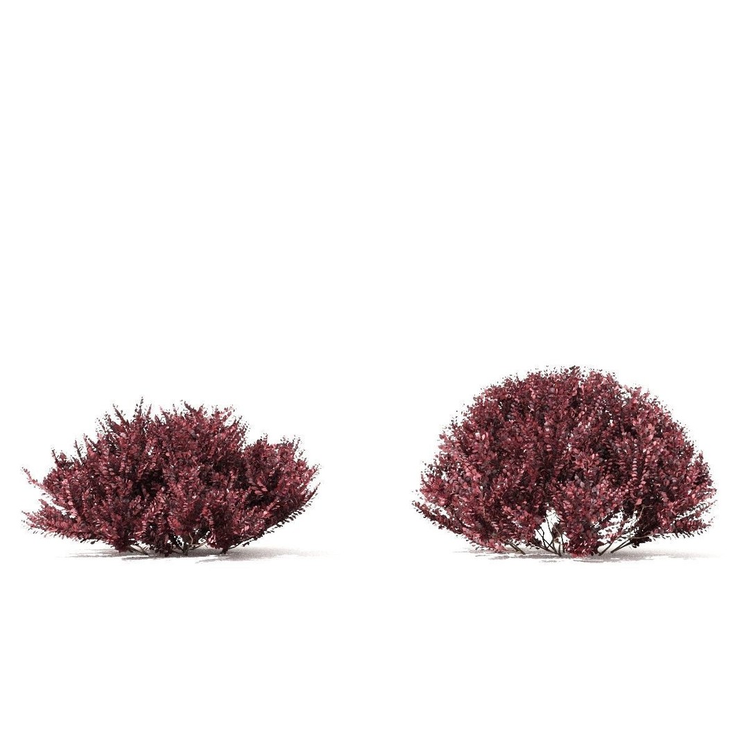Berberis thunbergii Atropurpurea Nana 3D Model – Realistic Bush Asset, FBX & OBJ - View 3