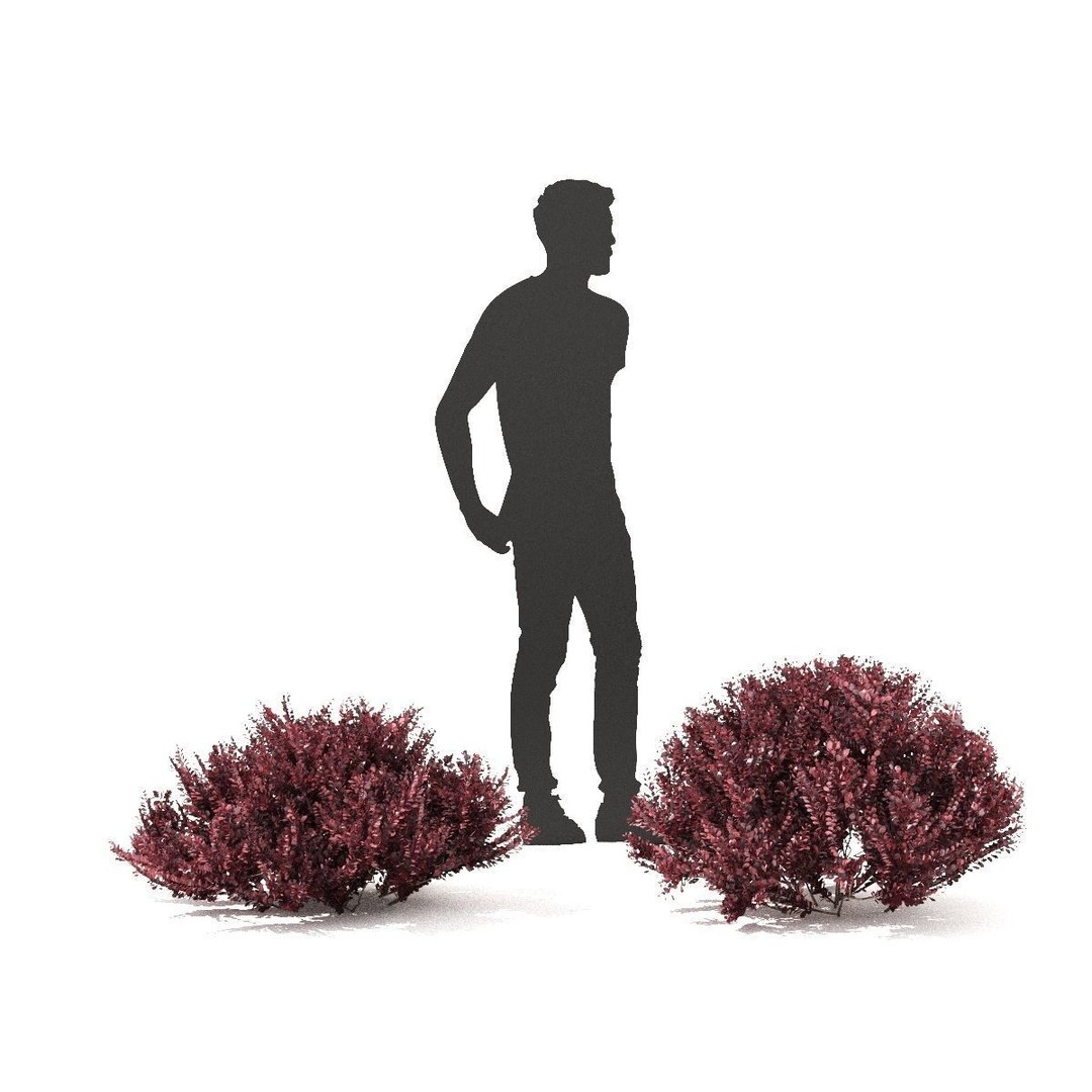 Berberis thunbergii Atropurpurea Nana 3D Model – Realistic Bush Asset, FBX & OBJ - View 4