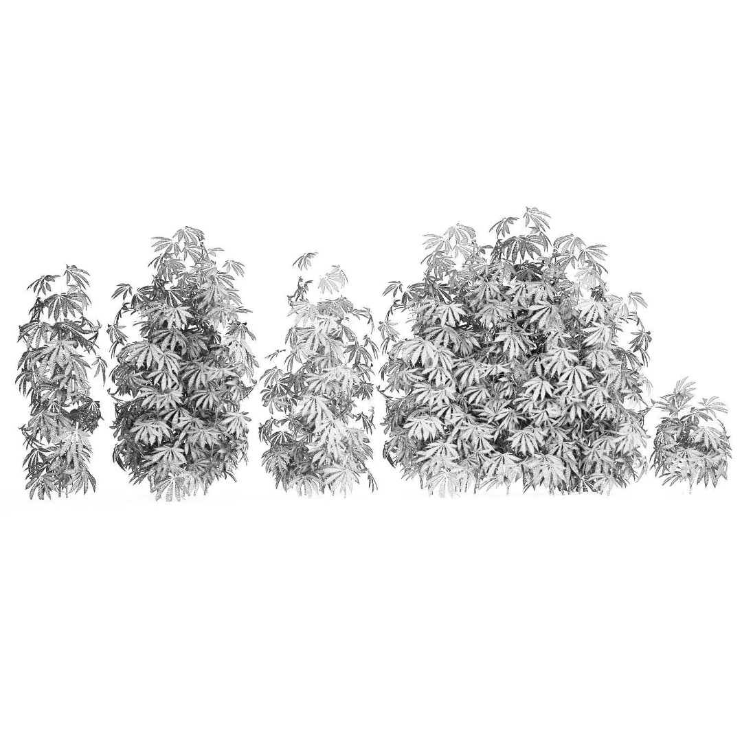 Cannabis Bushes 3D Model – Realistic Green Plants Set, FBX