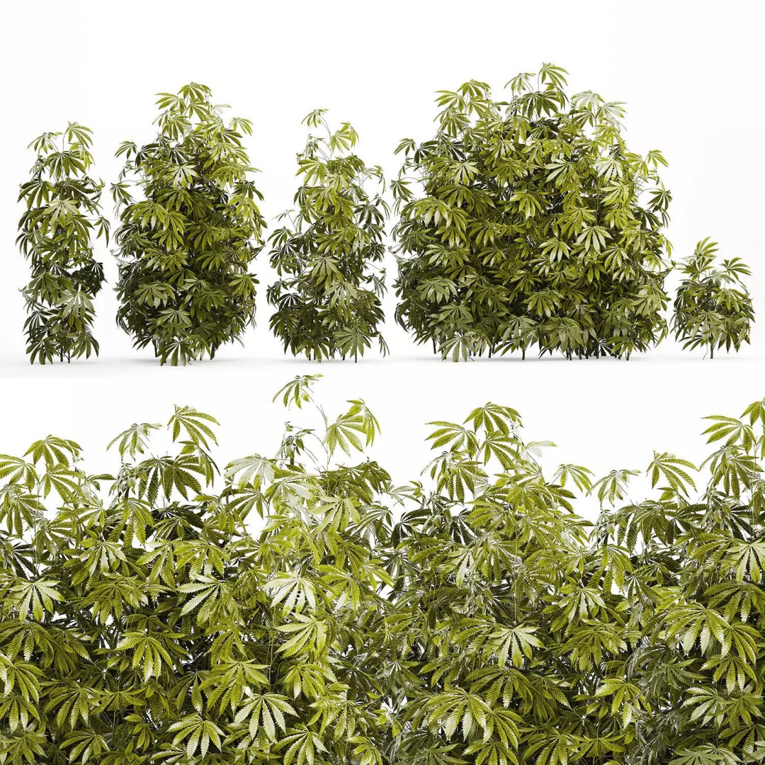 Cannabis Bushes 3D Model – Realistic Green Plants Set, FBX - View 10