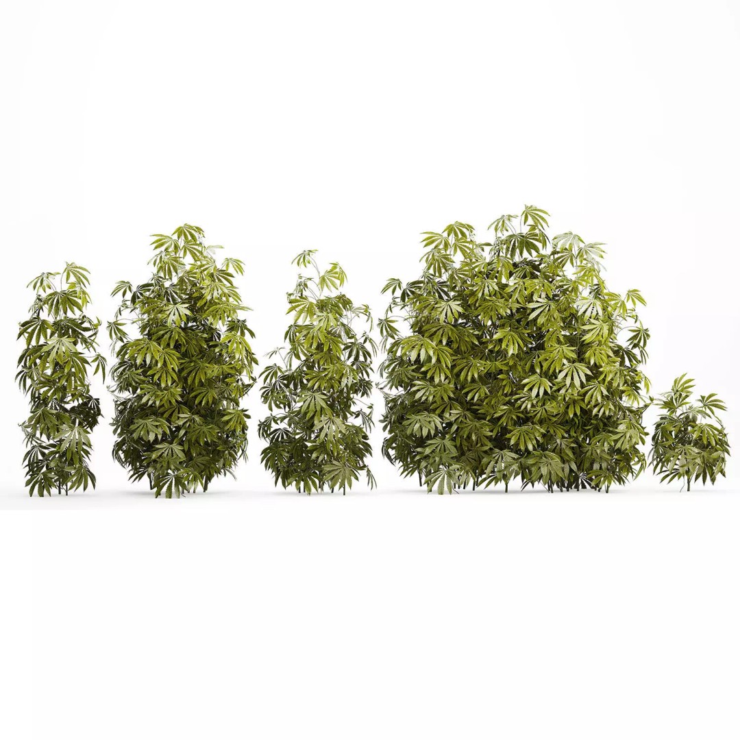 Cannabis Bushes 3D Model – Realistic Green Plants Set, FBX - View 11