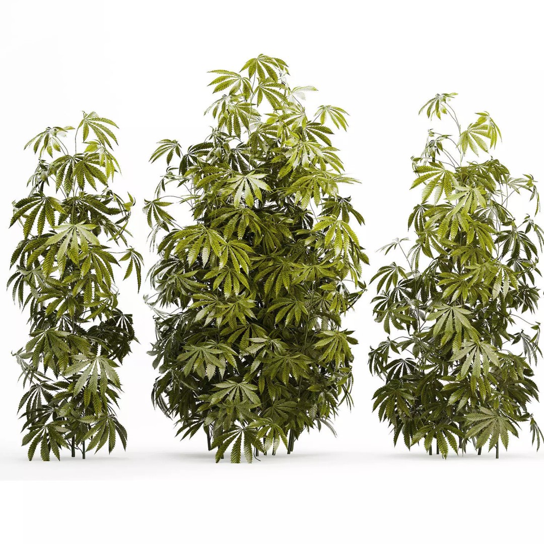Cannabis Bushes 3D Model – Realistic Green Plants Set, FBX - View 12