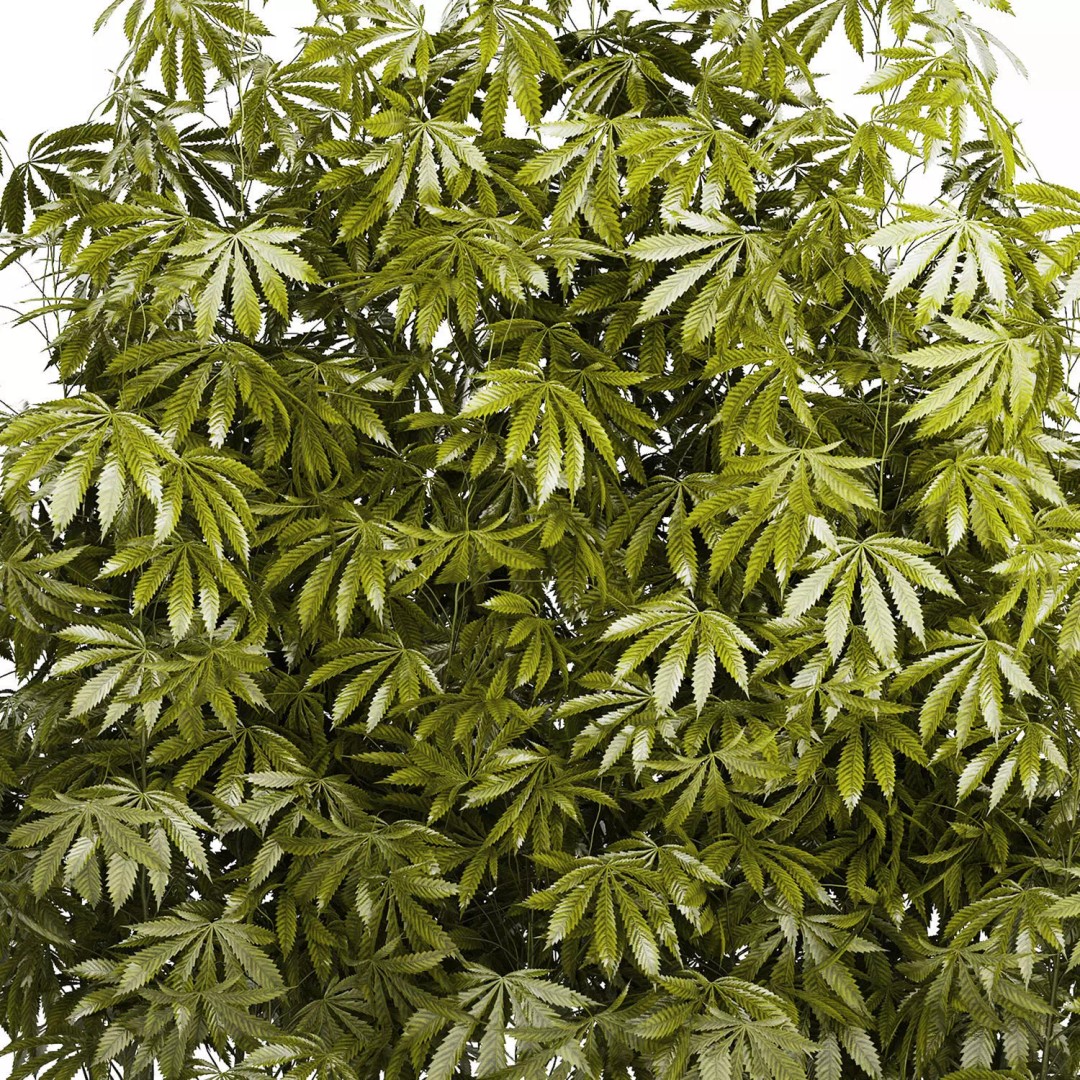 Cannabis Bushes 3D Model – Realistic Green Plants Set, FBX - View 13