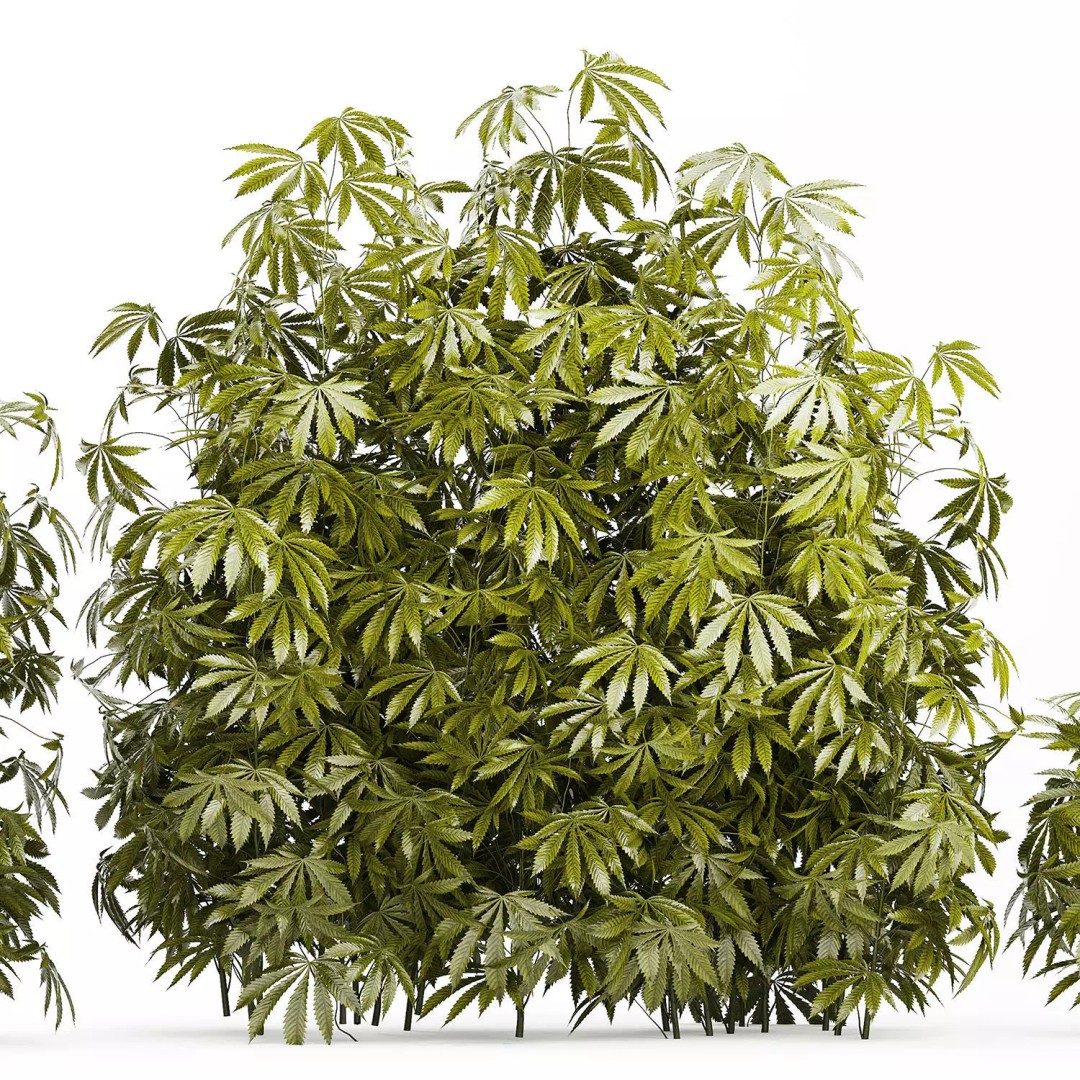 Cannabis Bushes 3D Model – Realistic Green Plants Set, FBX - View 14