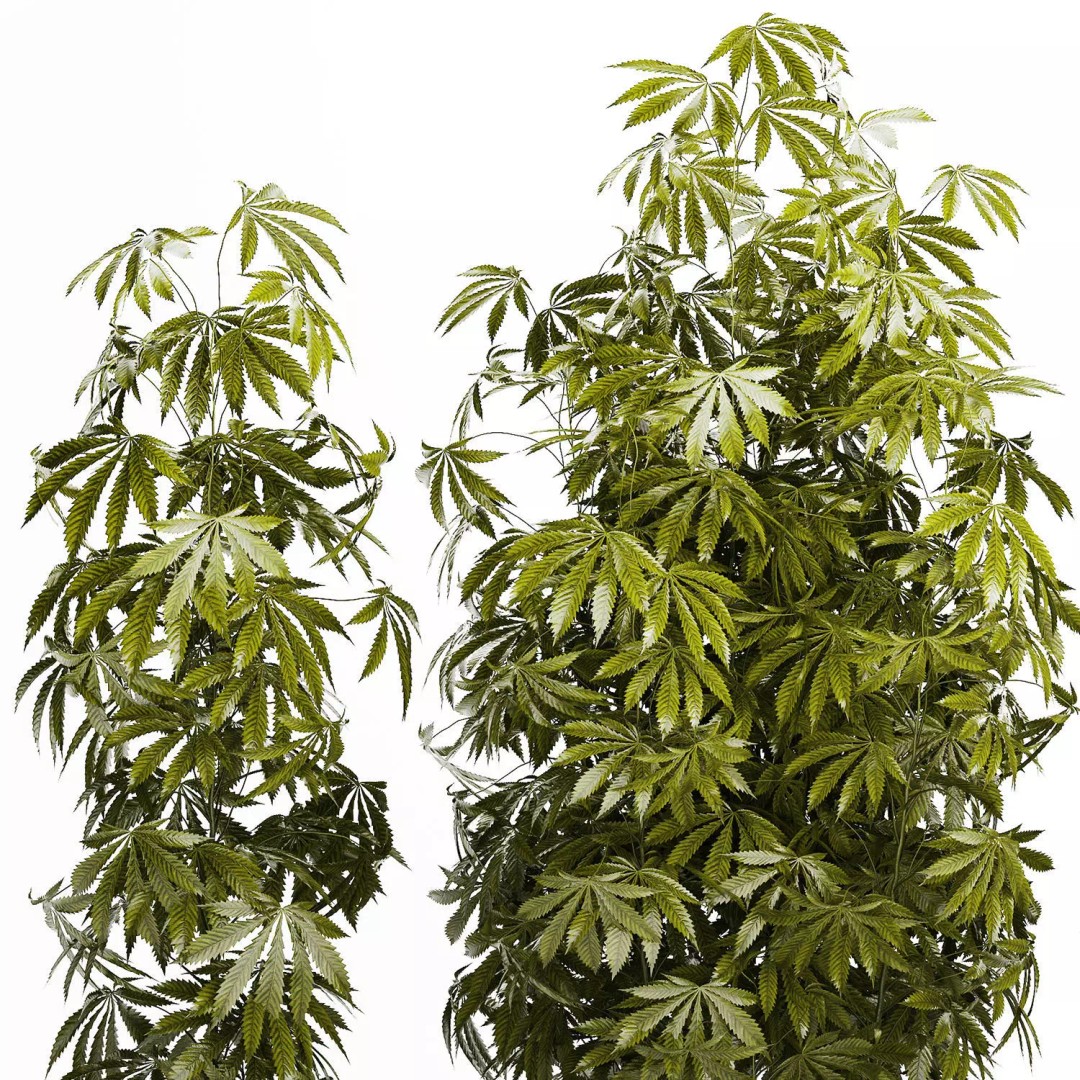 Cannabis Bushes 3D Model – Realistic Green Plants Set, FBX - View 15
