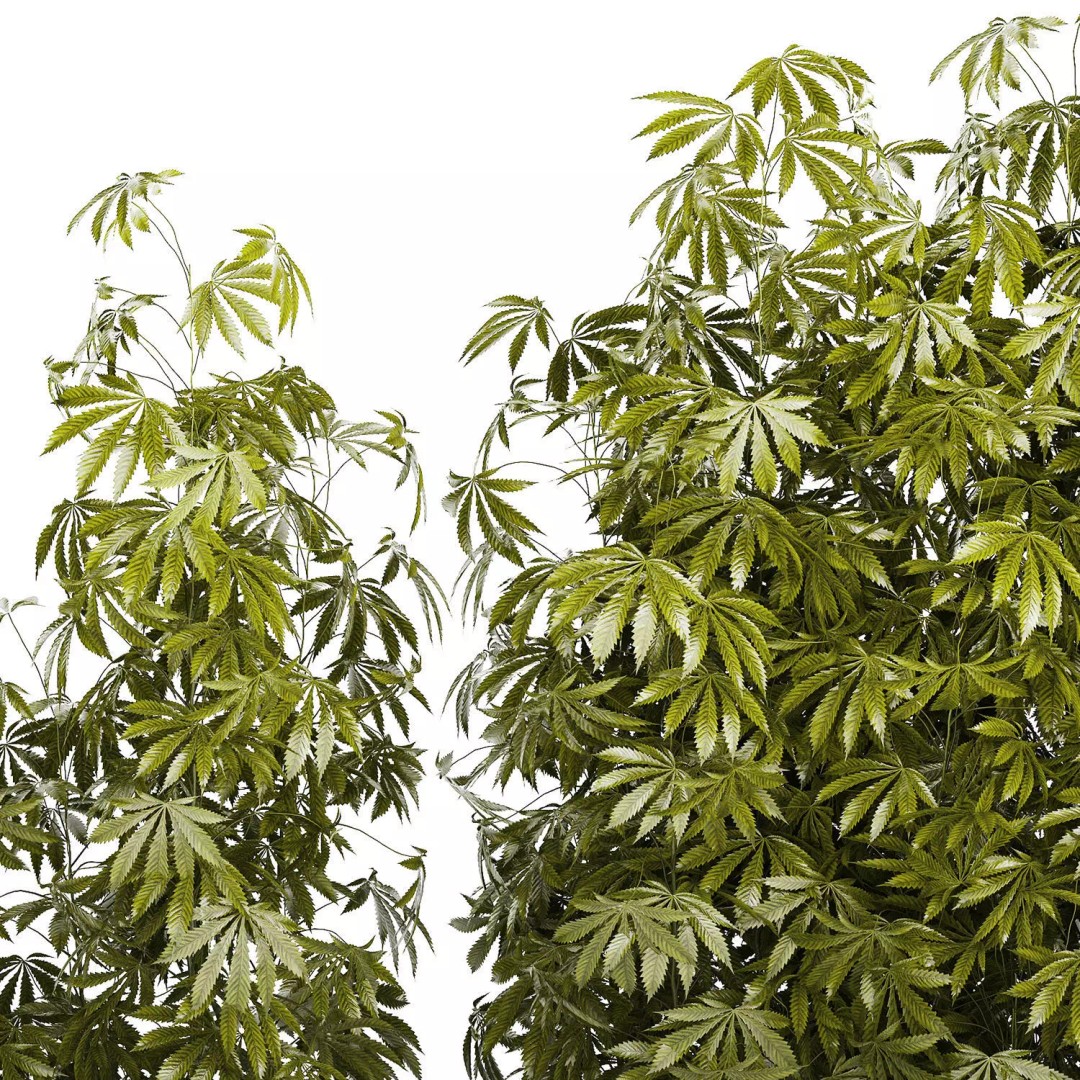 Cannabis Bushes 3D Model – Realistic Green Plants Set, FBX - View 16