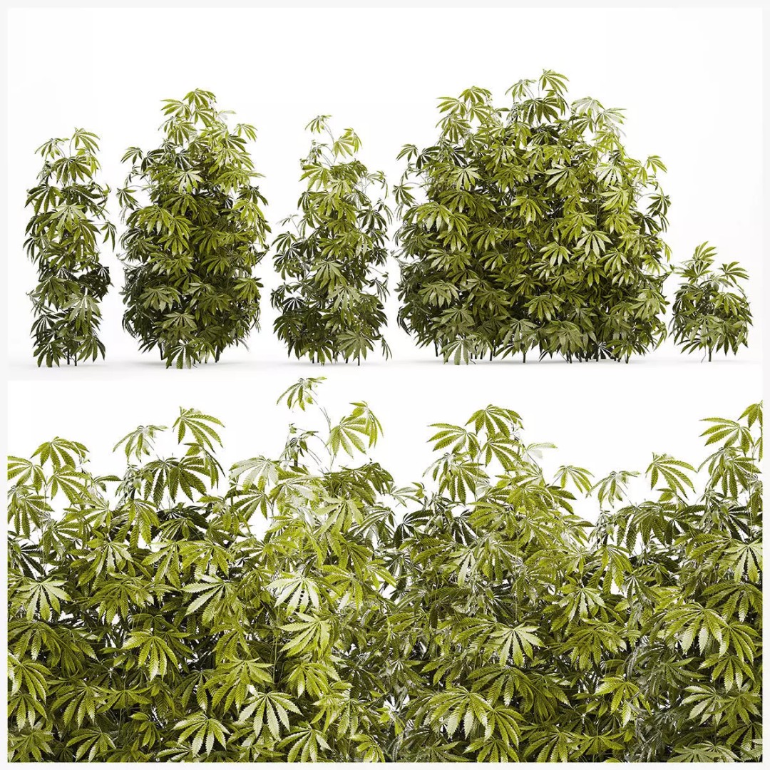 Cannabis Bushes 3D Model – Realistic Green Plants Set, FBX - View 2