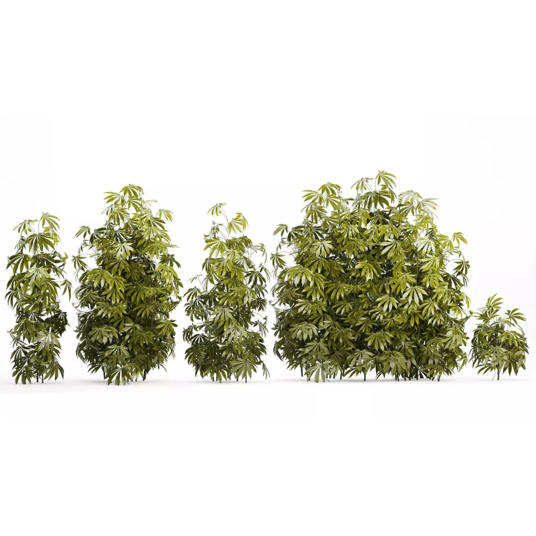 Cannabis Bushes 3D Model – Realistic Green Plants Set, FBX - View 3