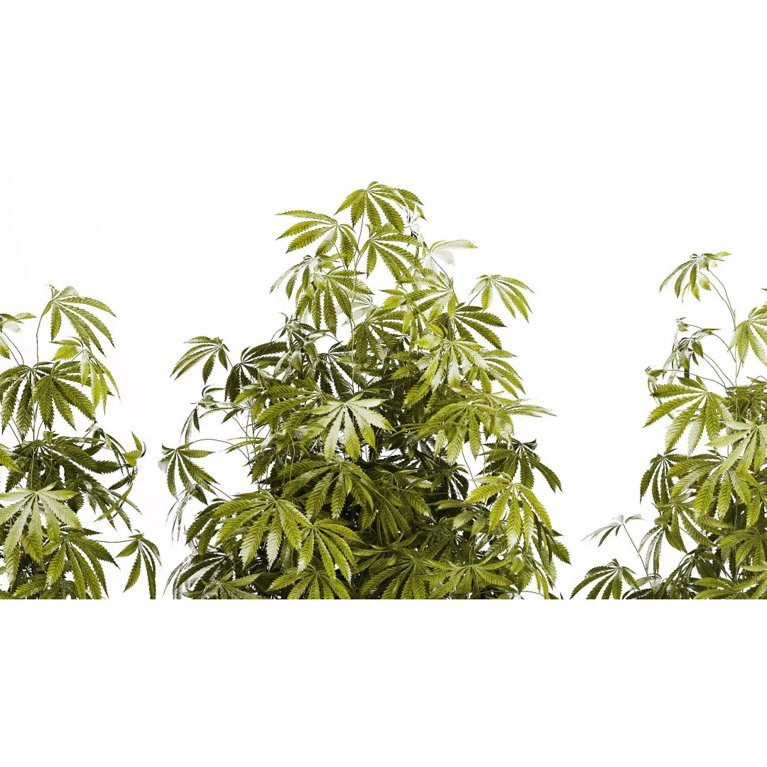 Cannabis Bushes 3D Model – Realistic Green Plants Set, FBX - View 4